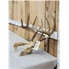 Image 2 : Wild Iowa 5x5 Whitetail Antlers On Skull