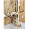 Image 3 : Wild Iowa 5x5 Whitetail Antlers On Skull