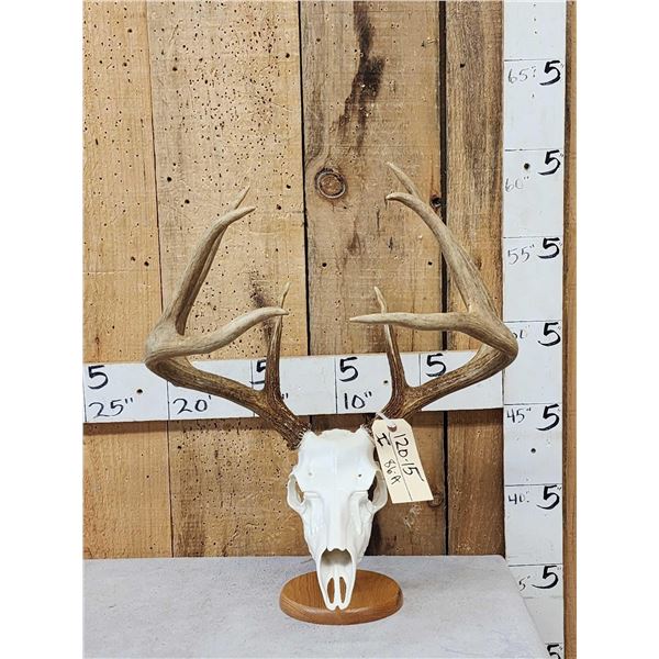 Set Of 4x4 Wild Whitetail Shed Antlers On Reproduction Skull