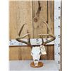Image 1 : Set Of 4x4 Wild Whitetail Shed Antlers On Reproduction Skull