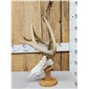 Image 2 : Set Of 4x4 Wild Whitetail Shed Antlers On Reproduction Skull