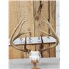 Image 3 : Set Of 4x4 Wild Whitetail Shed Antlers On Reproduction Skull