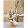 Image 4 : Set Of 4x4 Wild Whitetail Shed Antlers On Reproduction Skull