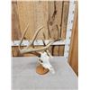 Image 5 : Set Of 4x4 Wild Whitetail Shed Antlers On Reproduction Skull