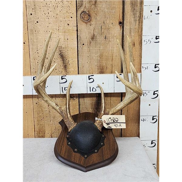Wild Iowa 5x5 Whitetail Antlers On Plaque