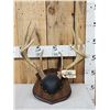 Image 1 : Wild Iowa 5x5 Whitetail Antlers On Plaque