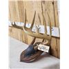 Image 2 : Wild Iowa 5x5 Whitetail Antlers On Plaque