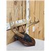 Image 3 : Wild Iowa 5x5 Whitetail Antlers On Plaque