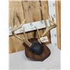 Image 4 : Wild Iowa 5x5 Whitetail Antlers On Plaque