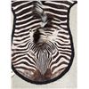 Image 2 : Zebra Rug Taxidermy