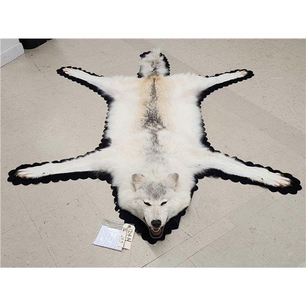 Gorgeous White Arctic Wolf Rug Taxidermy