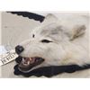 Image 4 : Gorgeous White Arctic Wolf Rug Taxidermy