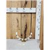 Image 1 : Dual Scrimshawed African Warthog Tusk Display