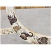 Image 5 : Dual Scrimshawed African Warthog Tusk Display