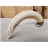 Image 6 : Beautiful Scrimshawed Hippopotamus Tusk Artwork