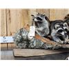 Image 2 : Family Of Raccoons Fishing In A Birch Bark Canoe