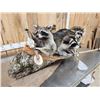 Image 5 : Family Of Raccoons Fishing In A Birch Bark Canoe
