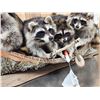 Image 6 : Family Of Raccoons Fishing In A Birch Bark Canoe