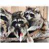 Image 8 : Family Of Raccoons Fishing In A Birch Bark Canoe