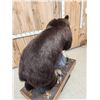 Image 10 : Gorgeous Chocolate Phase Grizzly Bear Full Body Taxidermy Mount