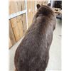 Image 11 : Gorgeous Chocolate Phase Grizzly Bear Full Body Taxidermy Mount