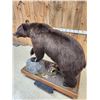 Image 12 : Gorgeous Chocolate Phase Grizzly Bear Full Body Taxidermy Mount
