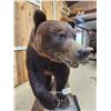 Image 13 : Gorgeous Chocolate Phase Grizzly Bear Full Body Taxidermy Mount