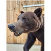 Image 14 : Gorgeous Chocolate Phase Grizzly Bear Full Body Taxidermy Mount