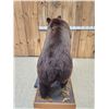 Image 15 : Gorgeous Chocolate Phase Grizzly Bear Full Body Taxidermy Mount