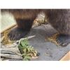Image 16 : Gorgeous Chocolate Phase Grizzly Bear Full Body Taxidermy Mount