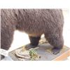Image 17 : Gorgeous Chocolate Phase Grizzly Bear Full Body Taxidermy Mount