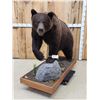 Image 1 : Gorgeous Chocolate Phase Grizzly Bear Full Body Taxidermy Mount