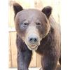 Image 2 : Gorgeous Chocolate Phase Grizzly Bear Full Body Taxidermy Mount