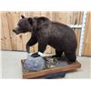 Image 3 : Gorgeous Chocolate Phase Grizzly Bear Full Body Taxidermy Mount