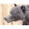 Image 4 : Gorgeous Chocolate Phase Grizzly Bear Full Body Taxidermy Mount