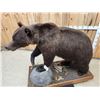 Image 6 : Gorgeous Chocolate Phase Grizzly Bear Full Body Taxidermy Mount