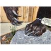 Image 7 : Gorgeous Chocolate Phase Grizzly Bear Full Body Taxidermy Mount