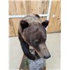 Image 8 : Gorgeous Chocolate Phase Grizzly Bear Full Body Taxidermy Mount