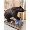 Image 9 : Gorgeous Chocolate Phase Grizzly Bear Full Body Taxidermy Mount