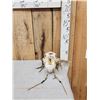 Image 1 : Navajo Decorated Grizzly Bear Skull Taxidermy