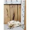 Image 3 : Navajo Decorated Grizzly Bear Skull Taxidermy