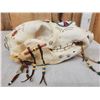 Image 5 : Navajo Decorated Grizzly Bear Skull Taxidermy
