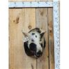 Image 1 : Wild Boar Hog Shoulder Mount Taxidermy