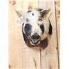 Image 2 : Wild Boar Hog Shoulder Mount Taxidermy