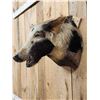 Image 3 : Wild Boar Hog Shoulder Mount Taxidermy