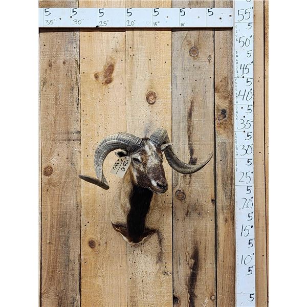 Mouflon Cross Ram Sheep Shoulder Mount Taxidermy