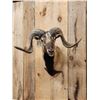 Image 2 : Mouflon Cross Ram Sheep Shoulder Mount Taxidermy