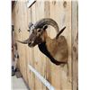 Image 3 : Mouflon Cross Ram Sheep Shoulder Mount Taxidermy