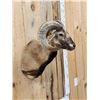 Image 4 : Mouflon Cross Ram Sheep Shoulder Mount Taxidermy