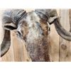 Image 5 : Mouflon Cross Ram Sheep Shoulder Mount Taxidermy